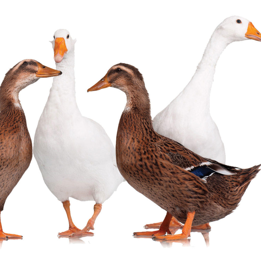 goose goose duck