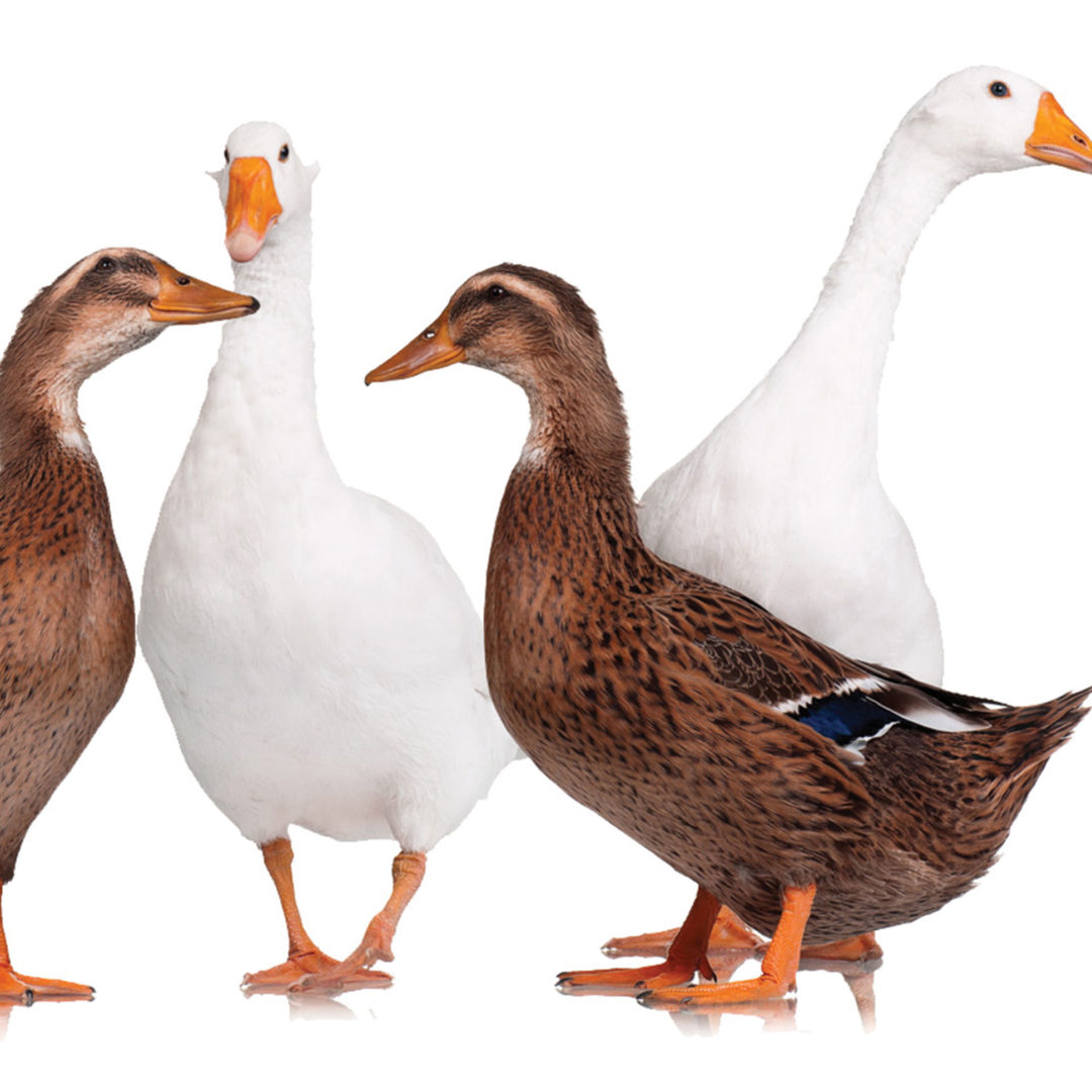 goose goose duck vs among us